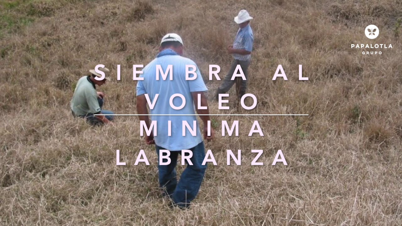 Siembra Voleo