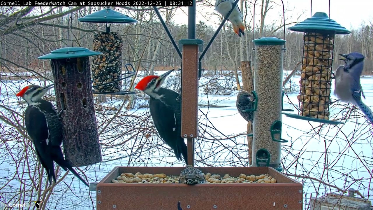 Pair of Pileated Woodpeckers Enjoy Christmas Suet at the #CornellFeeders | December 25, 2022