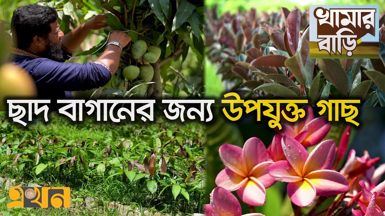 দ্রুত ফলন আসে যে গাছে | Garden | Khamar Bari | Ekhon TV