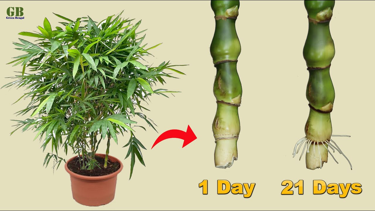 Buddha belly bamboo propagation from cuttings in water (with update)