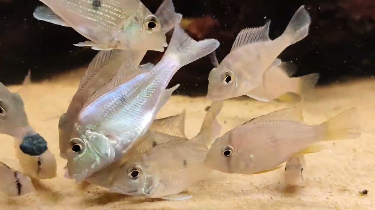 Geophagus sveni i guianakara 2026