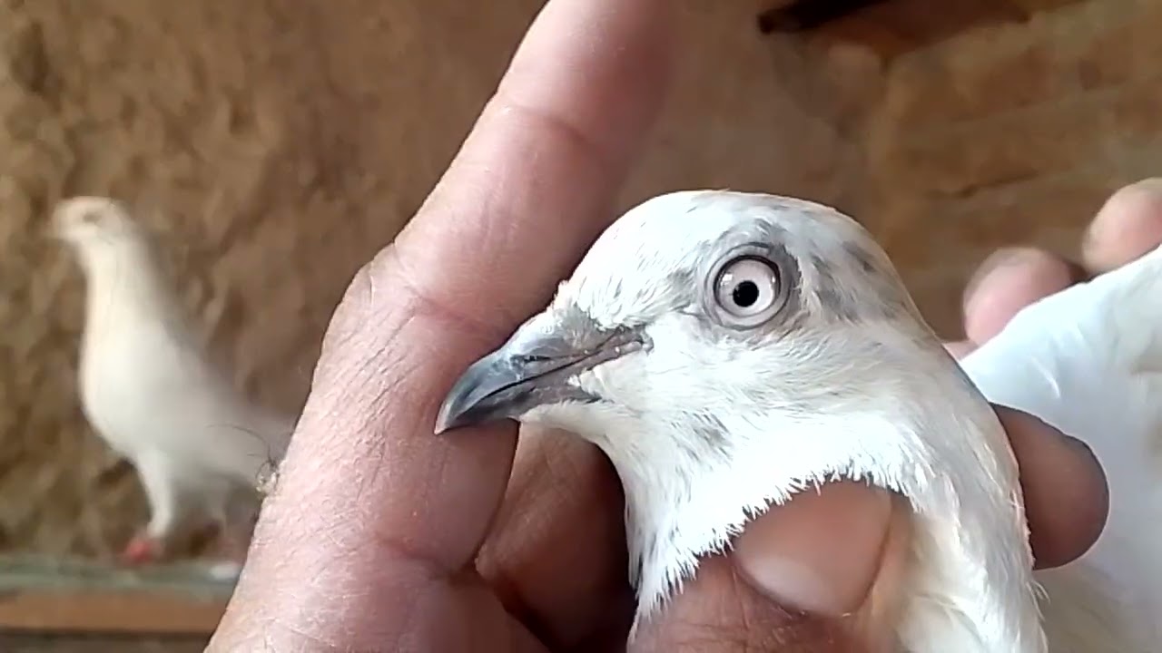 10کبوتر پٹی والے1200روپے پر فائنل جس بھائی کی ریٹ سمجھ میں ائے رابطہ کرے لوکیشن فیصل آباد03151145113