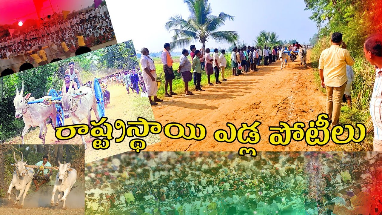Bull Run , Race.. Kaikaluru..Ijam#kaikaluru #eluru #bullcart