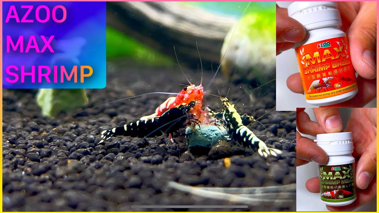 LA MEJOR COMIDA PARA GAMBAS, MAXIMIZA LA CRIA Y REPRODUCCION / AZOO MAX SHRIMP