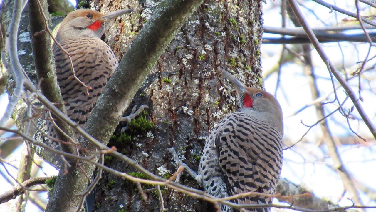 Northern Flicker Woodpecker Mating Dance