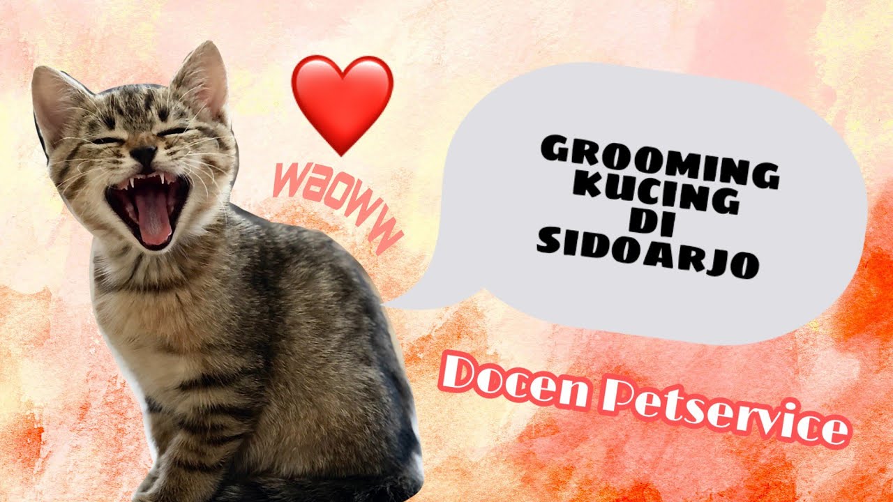 Tips kucing - Grooming kucing di Sidoarjo - Docen Petservice