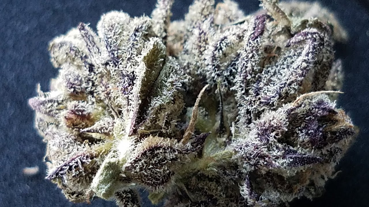 ((NEW)) STRAIN REVIEW: YOGI BERRY