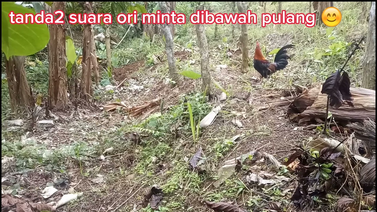 MIKAT AYAM HUTAN MERAH JAWA//AHMJ/BEKIKUK//KASINTU/MODAL KOKOK SEKALI SI(CEMEN) TAPAU ORI TAMPAN 😍