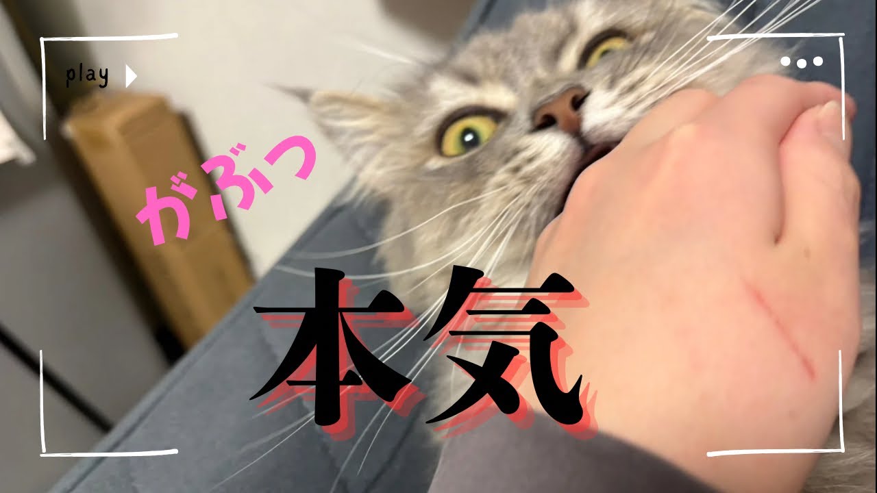 甘噛みのはずが本気でした！！