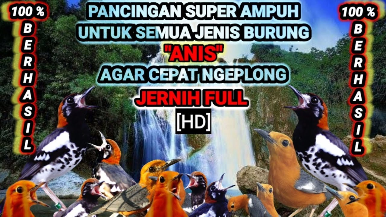 Kompilasi Pancingan masteran anis macet bunyi atau trotol suara JERNIH durasi panjang full HD,AMPUH.