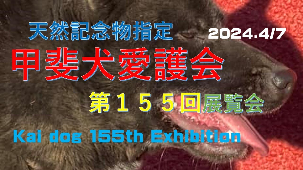 甲斐犬愛護会第１５５回展覧会（ Kai dog155th Exhibition）【Samurai dog TV】