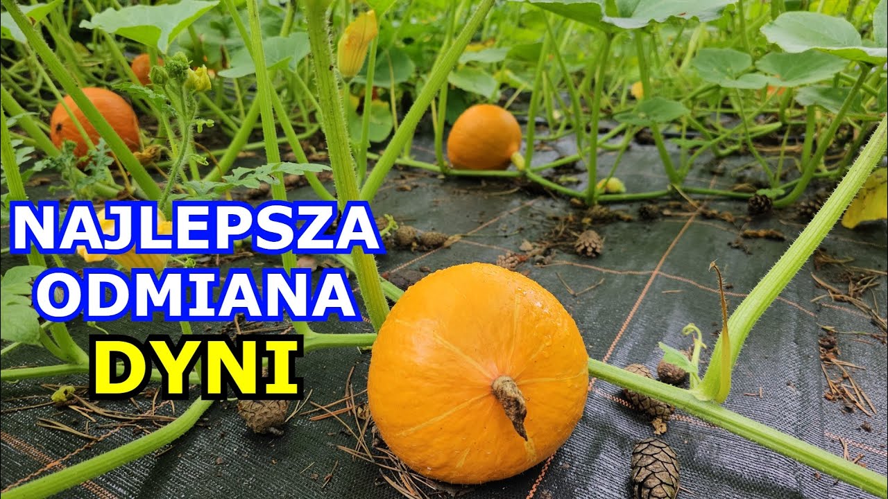 Oto NAJLEPSZA ODMIANA Dyni. Dynia jakie odmiany wybrać. Uprawa Dyni po podporach i po gruncie.