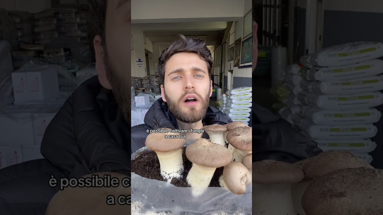 coltivare funghi cardoncelli a casa