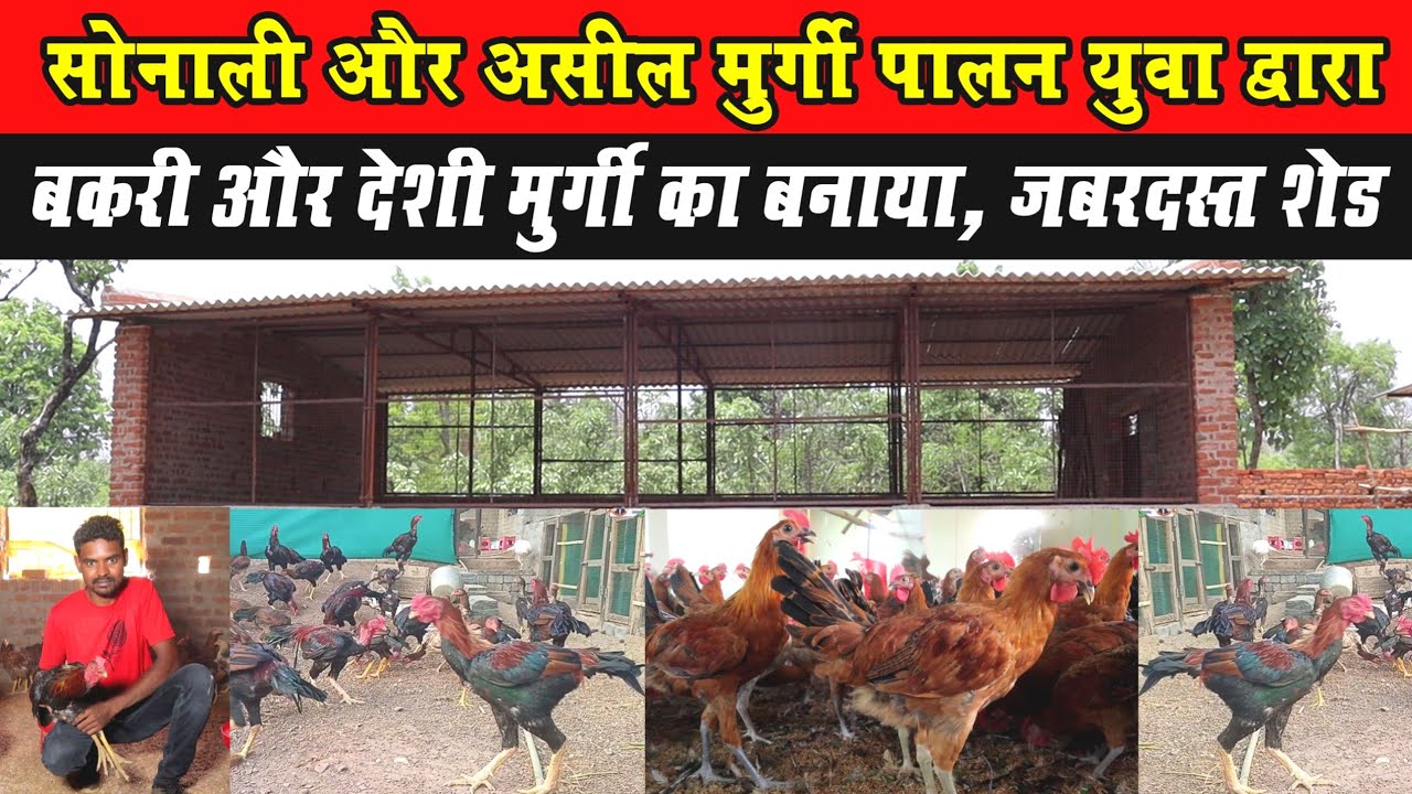 सोनाली और अ@सील मुर्गी पालन। Sonali  & A@see#l Murgi Farming। Bakari shed & Murgi Shed kaise Banayen