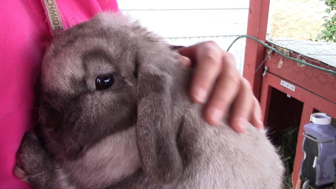 Breeding Our Holland Lop Rabbits | Vlogmas Day 2 2018