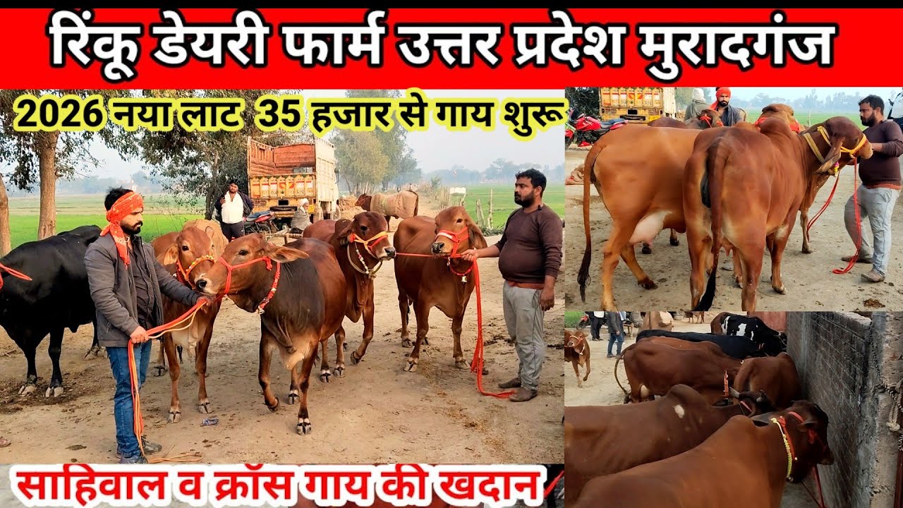 Rinku dairy farm muradganj | मुरादगंज रिंकू पशु डेयरी फार्म | नया लोट | cow dairy farm #dairyfarm 