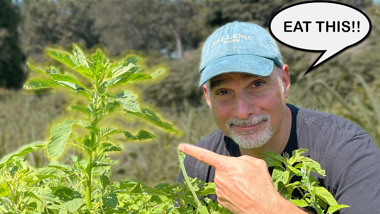 Is This Leafy Green a Secret Superfood??
