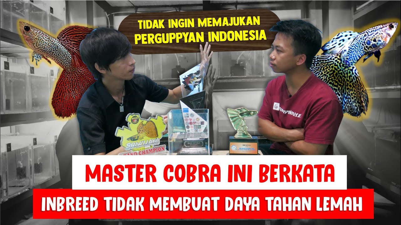 INBREED TIDAK MEMBUAT DAYA TAHAN IKAN LEMAH. INI BUKTI NYA