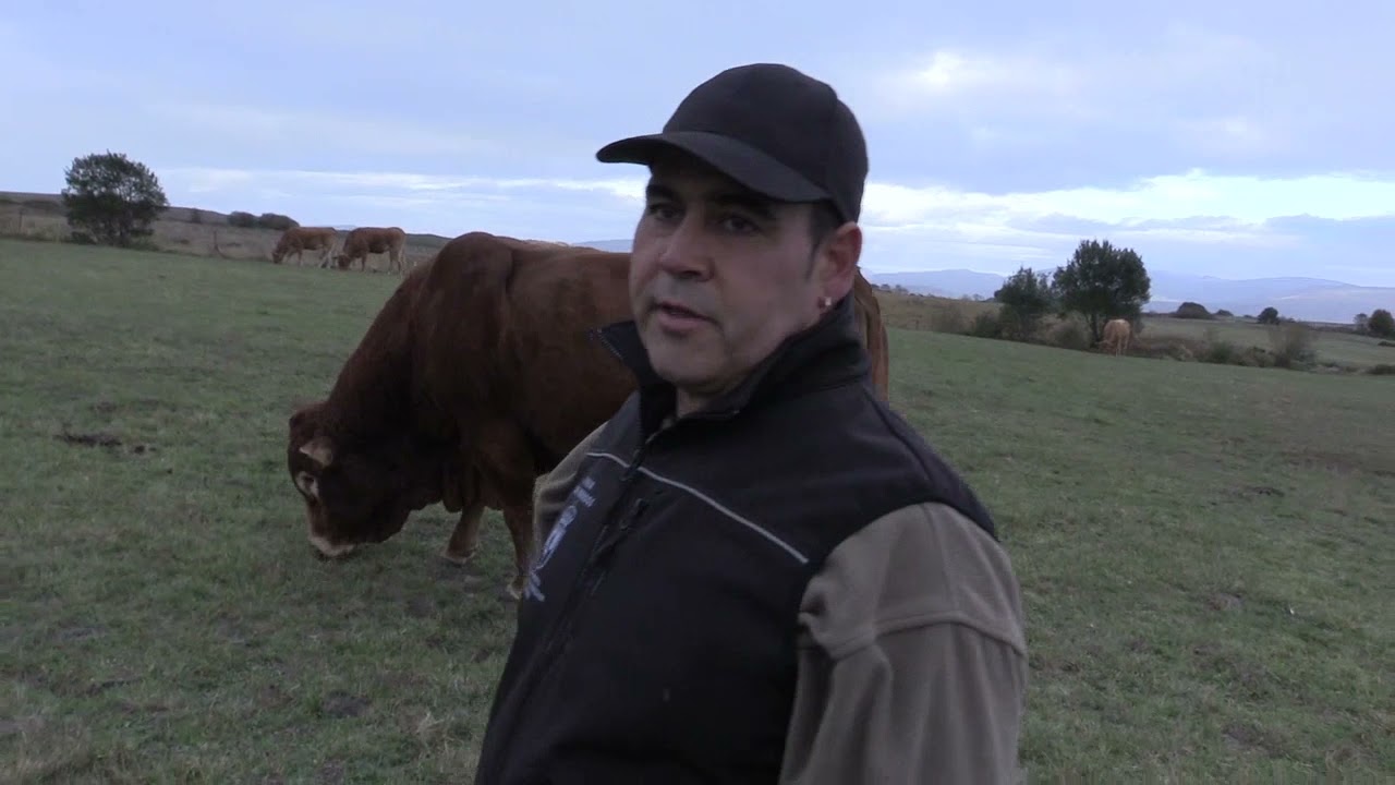 Ganaderos en su hábitat: Limusinas ganadería AINAR I 12.11.2021