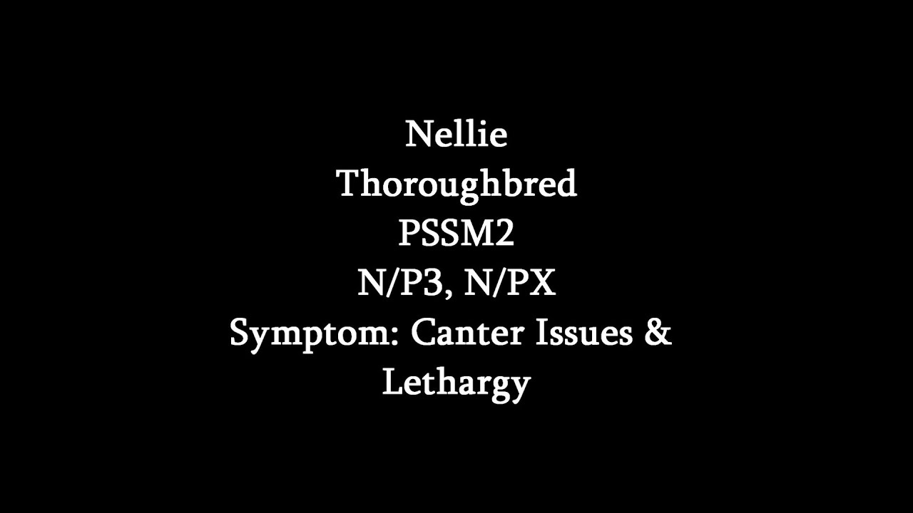 Symptoms Of PSSM2- Canter Issues & Lethargy (Nellie)