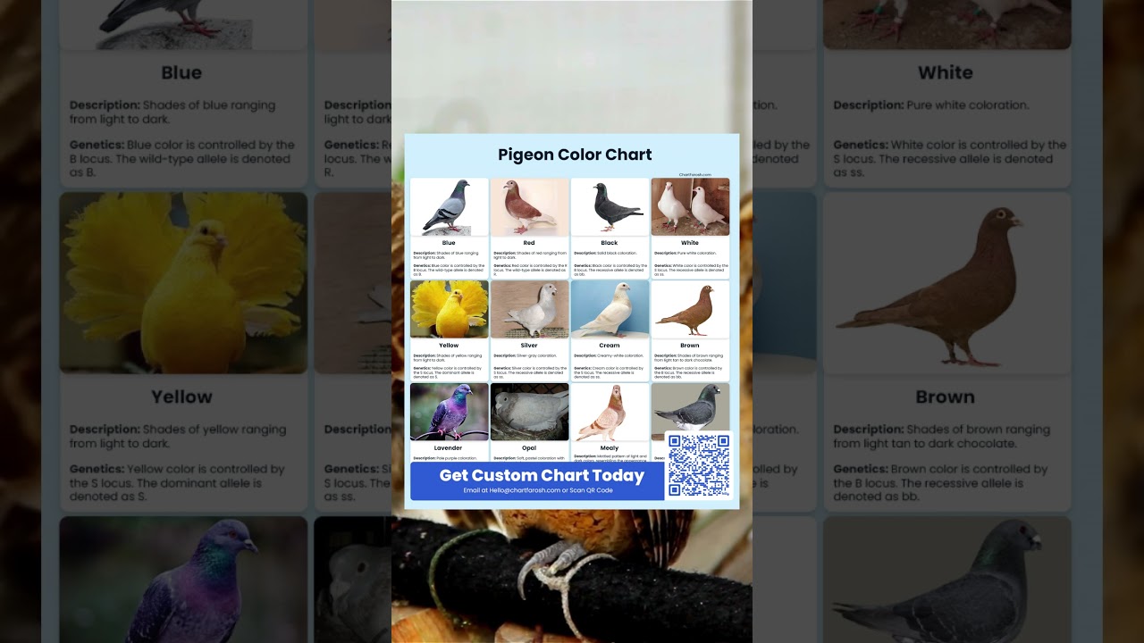 Pigeon Color Chart: Discover the Beautiful Colors of Pigeons!