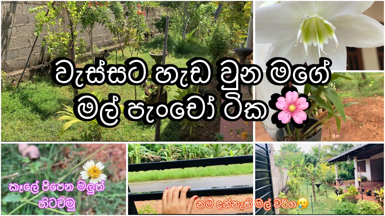 කැතට තිබුන මගේ මිදුල වැස්සට හැඩ වෙලා😍🌱🌸#vlogs #garden #lifestyle 