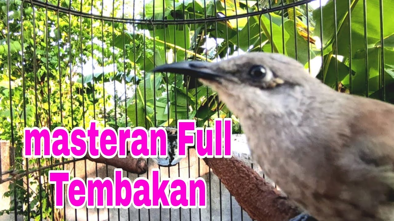 Burung Cucak Kombo Gacor Nempel - Masteran Kecial Kombo - Masteran Burung Lomba