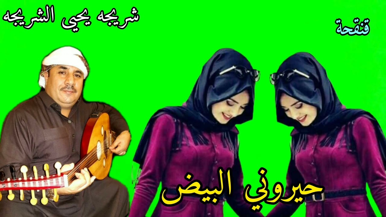 حيروني البيض       شريجه يحيى الشريجه