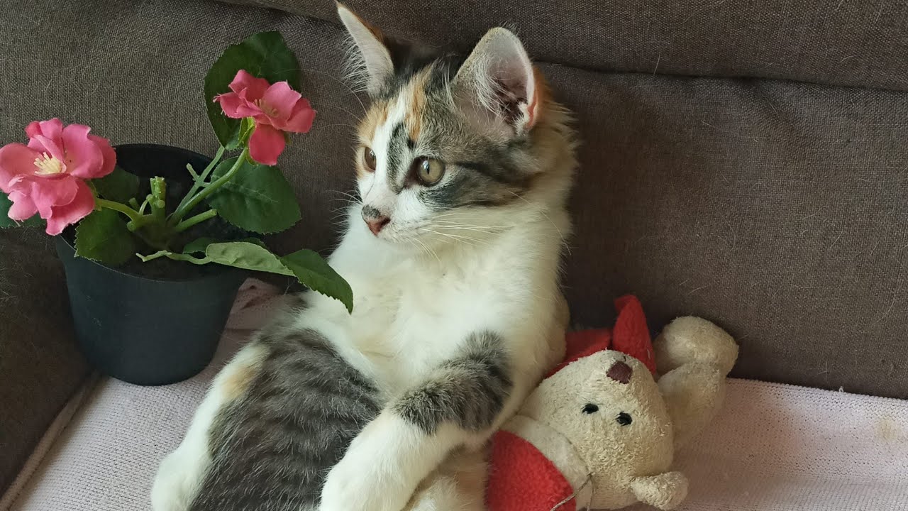 Time Machine Cats !!!! Longest Daily Cat's Story