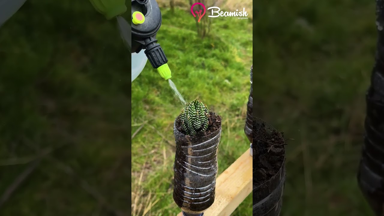Simple Planting and Grafting methods that work #easy #planting #grafting #crafts