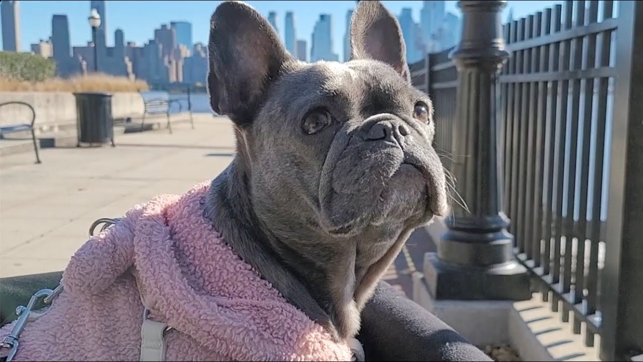 Frenchie Moments - Typical Azura