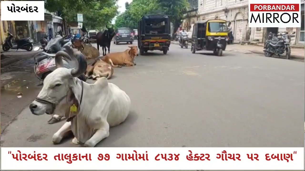 ગૌચરના દબાણ મામલે પોરબંદર જિલ્લો પ્રથમ નંબરે,પોરબંદર જિલ્લામાં કુલ 19433 હેક્ટર ગૌચર જમીન પર દબાણ