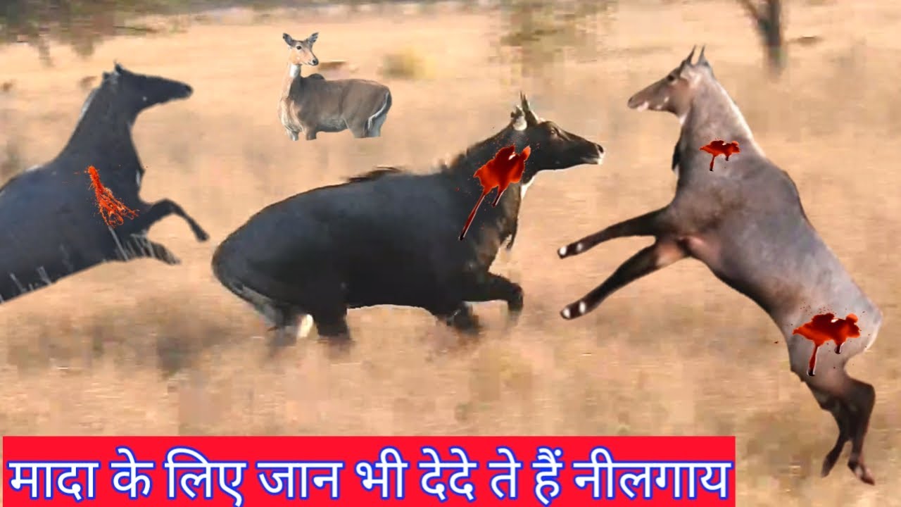 Yaha do Male Nilgai Leader Banane ke liye Taiyar,