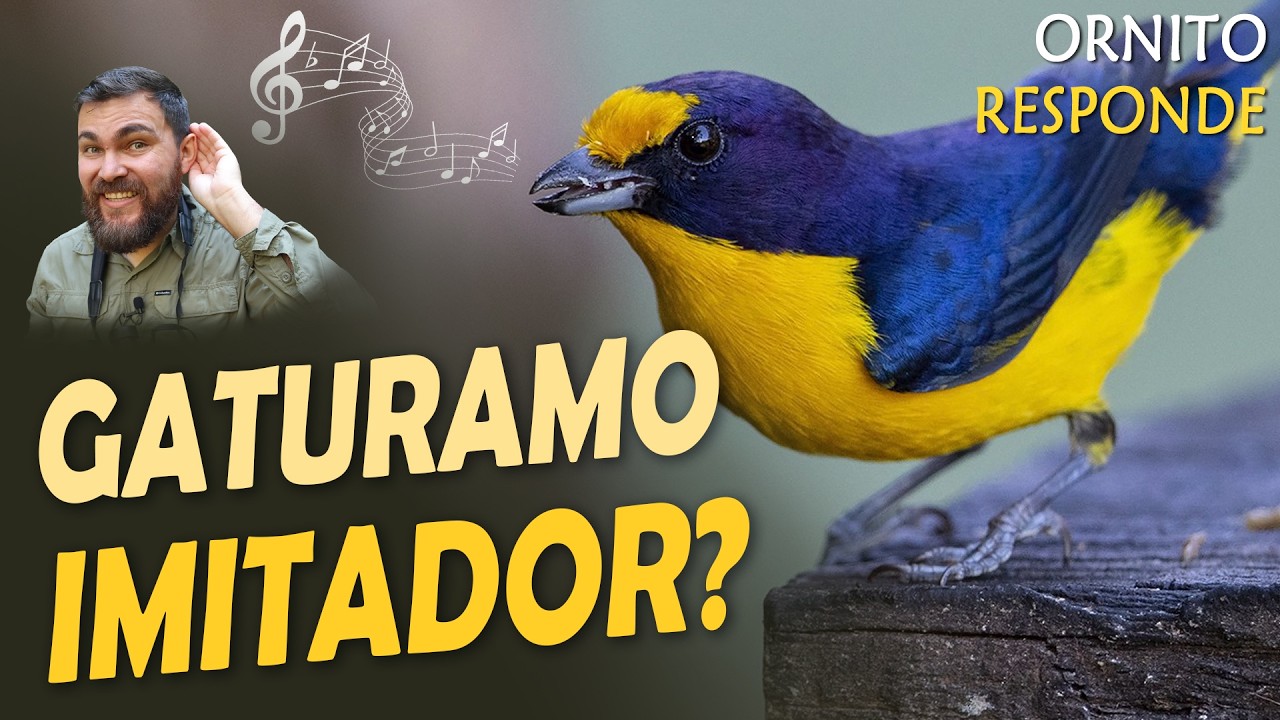 Por que GATURAMO IMITA OUTROS PÁSSAROS? Ornitólogo Responde #85