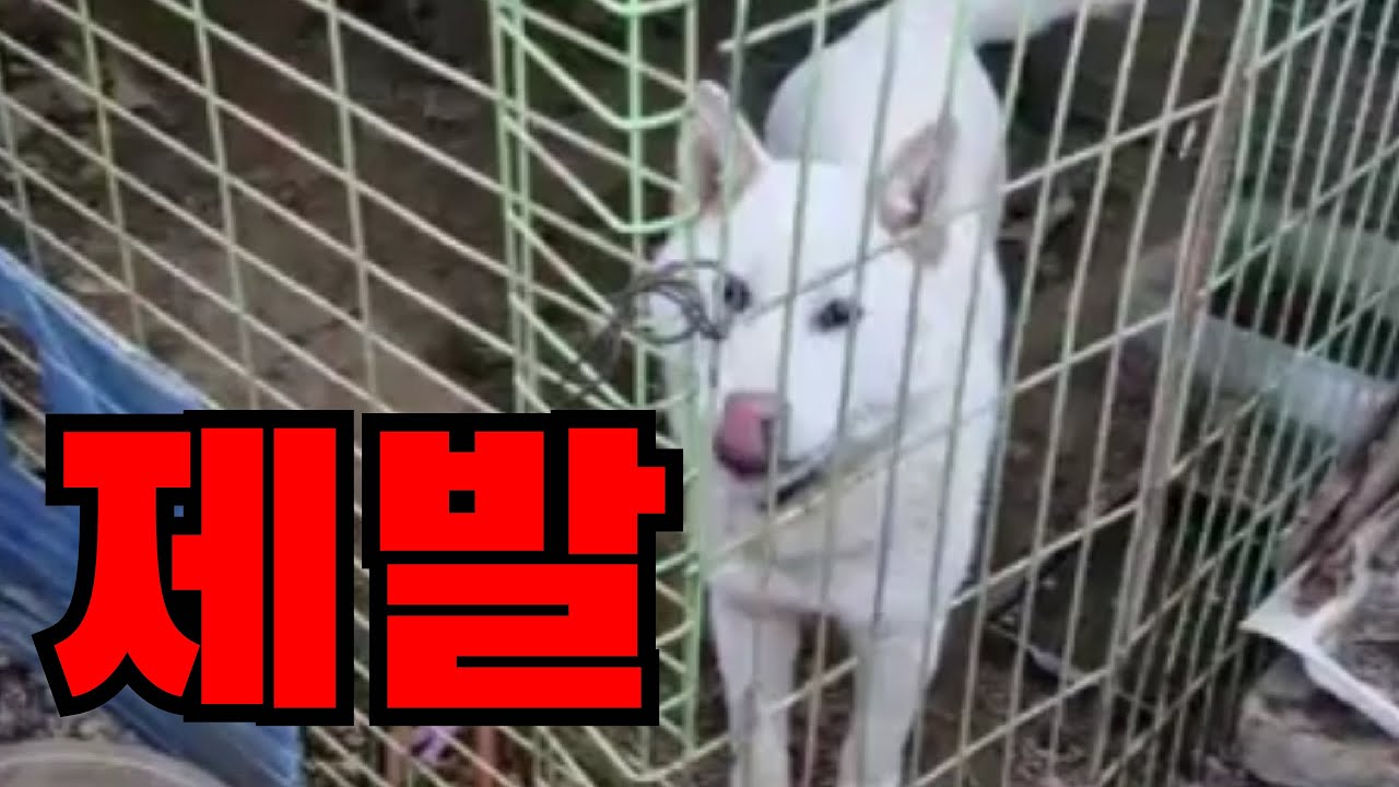 꼭만날수 있기를 #dog #방치 #한국