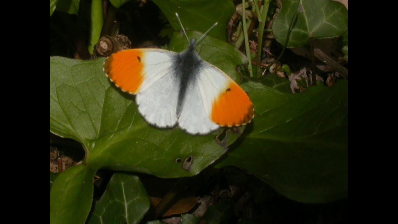 Welcome to the Herts & Middx Branch of Butterfly Conservation - an introduction for new members