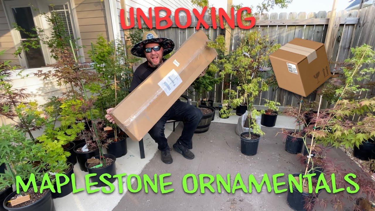 Распаковка японского клёна Maplestone Ornamentals