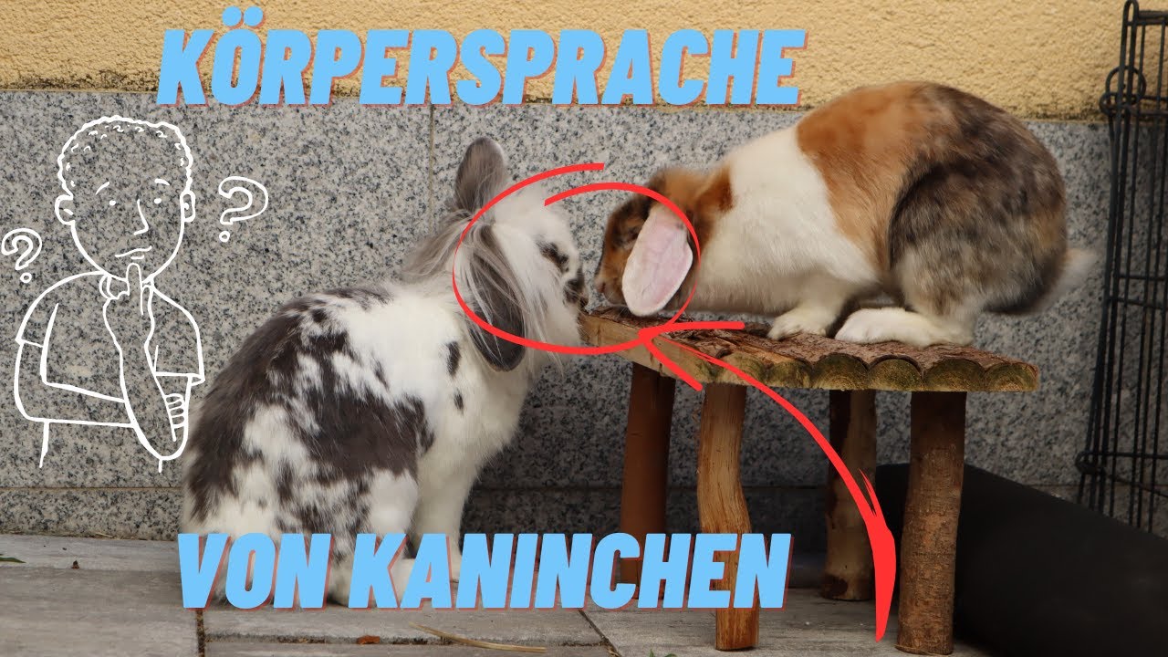 DAS verrät die KÖRPERSPRACHE deiner Kaninchen! 🤫🐇 | M. Mörki