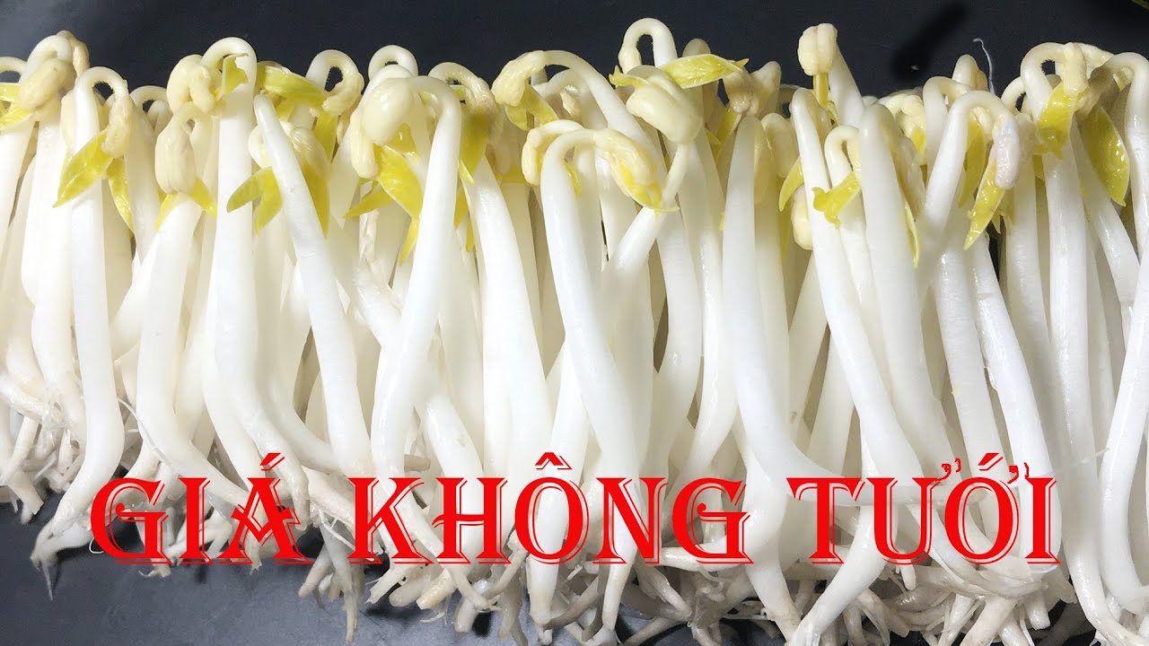 CÁCH LÀM GIÁ ĐỖ ĐẬU KHÔNG CẦN TƯỚI NƯỚC HOW TO GROW MUNG BEAN SPROUTS WITH SAND NO WATERING