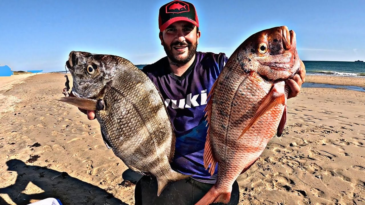 URTA DE CASI 4 KILOS A SURFCASTING Y SARGO BREADO GIGANTE. JORNADA DE INFARTO