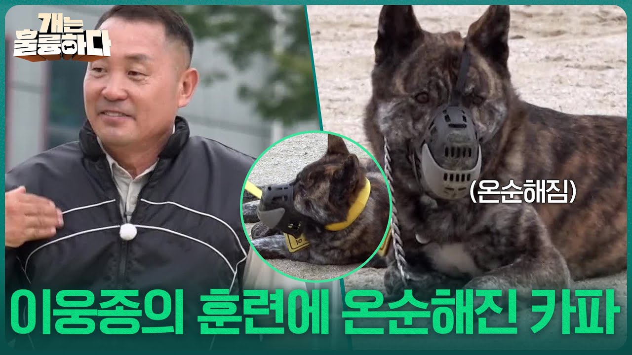 계속되는 입질과 교육 거부! 이웅종의 훈련에 온순해진 카파😊 [개는 훌륭하다] | KBS 251009 방송