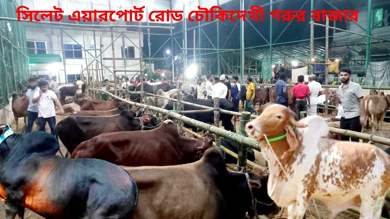 সিলেট শহরতলীর এয়ারপোর্টে চৌকিদেখী গরুর বাজার