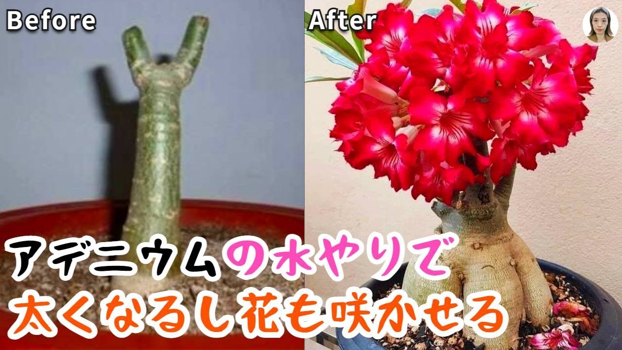 アデニウムの育て方、水やりで太くなり、花を咲かせる｜花子