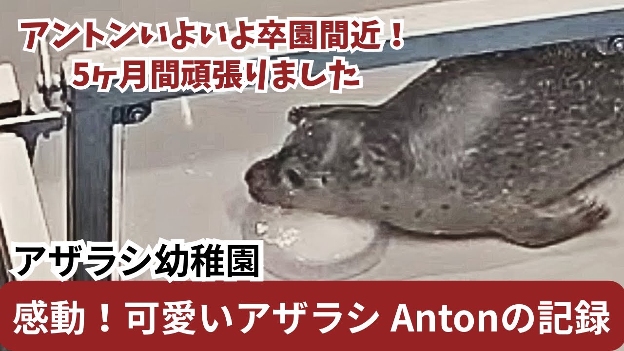 アザラシ幼稚園のアントンの記録🦭🎊2025年11月29日卒園予定です→再度延期になりました🦭