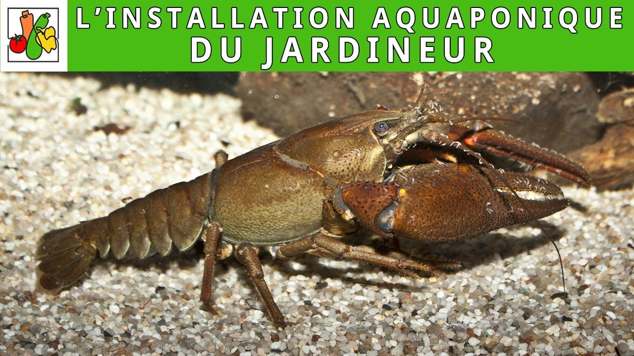 le système aquaponique du jardineur
