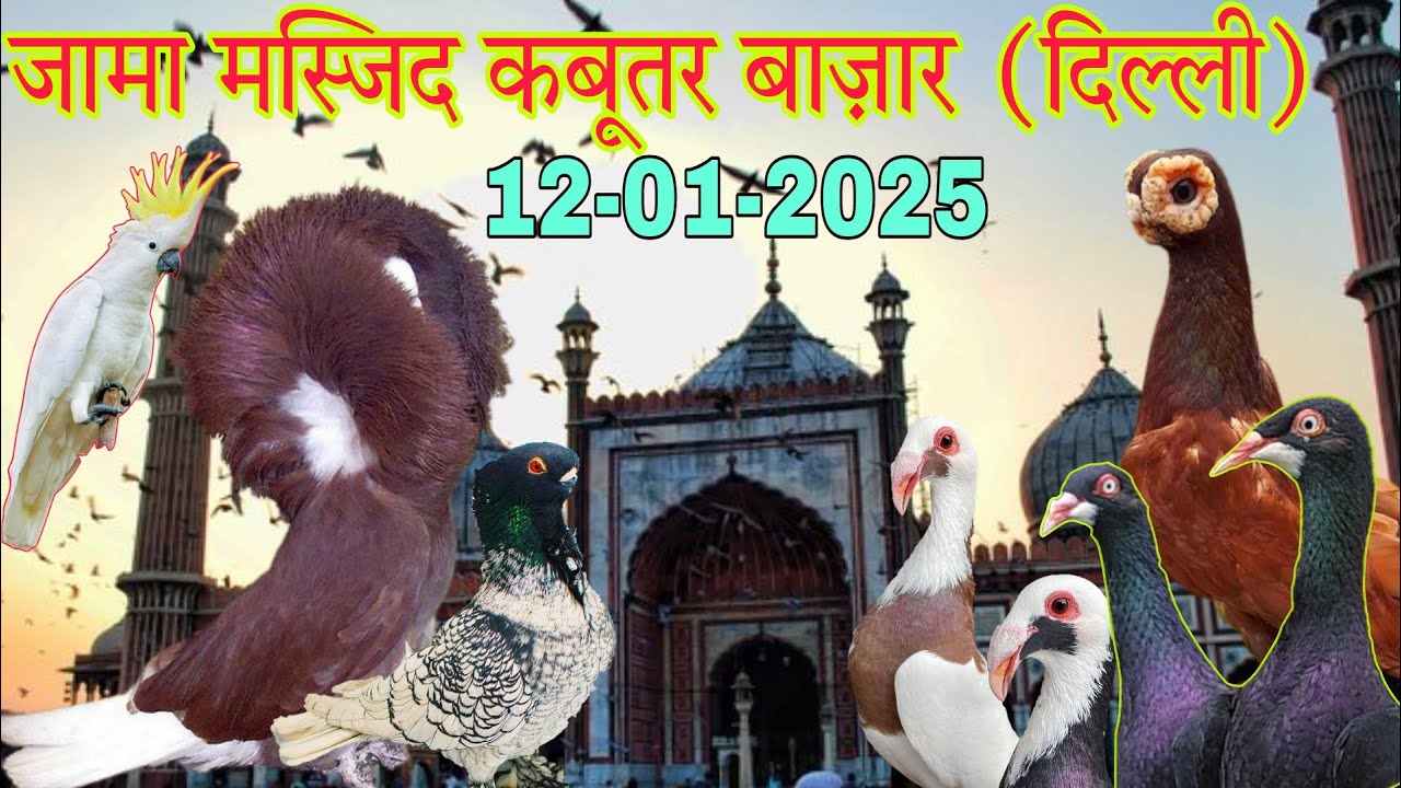 Jama masjid kabootar market Delhi 12-01-2025. भारत की सबसे बड़ी कबूतर मार्किट। दिल्ली का कबूतर बाज़ार।