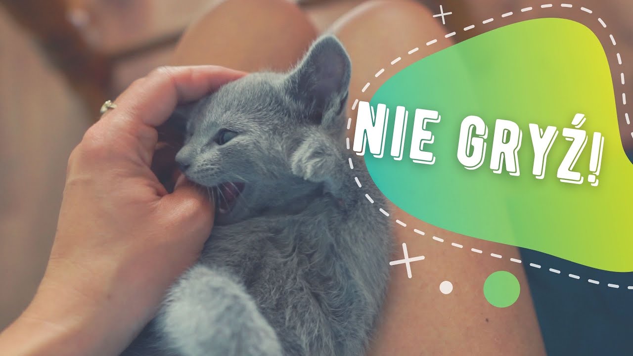 NIE GRYŹ KOCIE! - agresja, zabawa, czy choroba? CZ.I