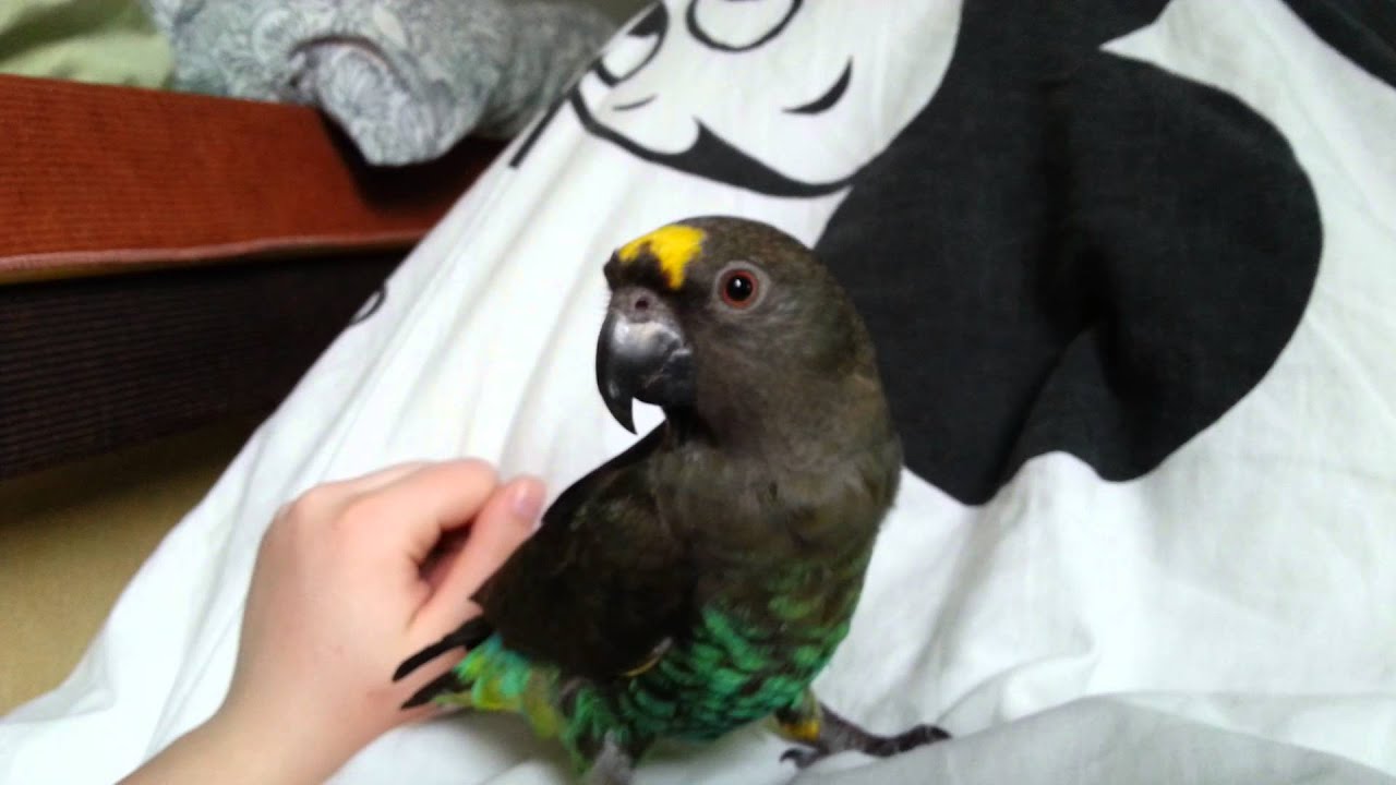 Kubrick, my Meyer's parrot :)