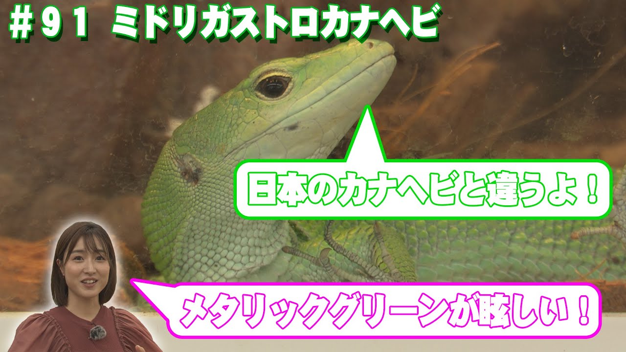 【ペットずかん】ミドリガストロカナヘビ編　#91　2024年9月12日放送