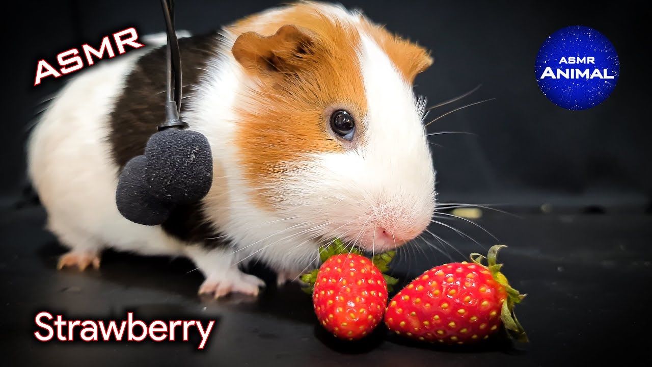 ASMR EATING STRAWBERRY MUKBANG 🍓 Guinea Pig 26